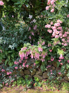 横浜イングリッシュガーデンに投稿された画像（2023/5/21）