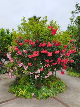 横浜イングリッシュガーデンに投稿された画像（2023/5/21）