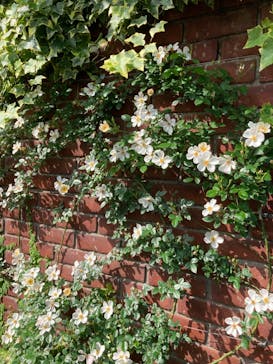 横浜イングリッシュガーデンに投稿された画像（2023/5/21）