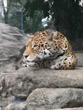 天王寺動物園に投稿された画像（2023/5/21）
