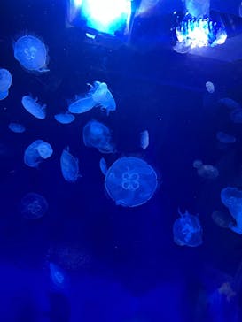 サンシャイン水族館に投稿された画像（2023/5/21）