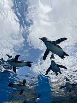 サンシャイン水族館に投稿された画像（2023/5/21）