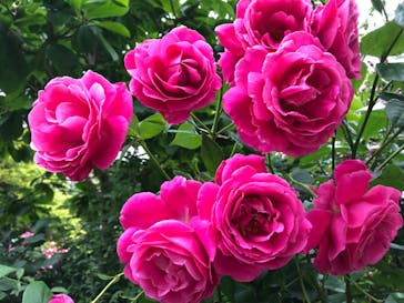 横浜イングリッシュガーデンに投稿された画像（2023/5/21）