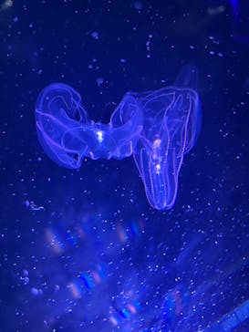 名古屋港水族館に投稿された画像（2023/5/21）