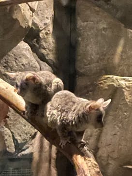 千葉市動物公園に投稿された画像（2023/5/21）