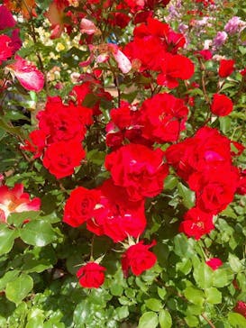 いばらきフラワーパークに投稿された画像（2023/5/21）