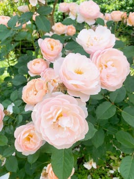 いばらきフラワーパークに投稿された画像（2023/5/21）