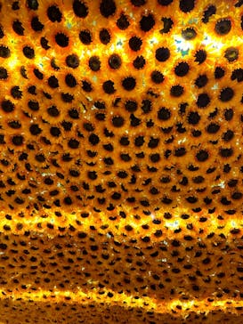 ゴッホ・アライブ神戸に投稿された画像（2023/5/21）