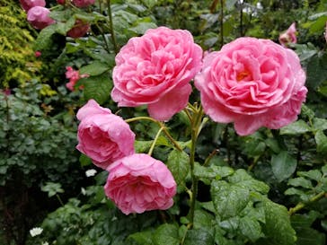 横浜イングリッシュガーデンに投稿された画像（2023/5/21）