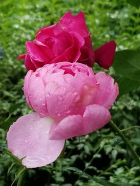 横浜イングリッシュガーデンに投稿された画像（2023/5/21）