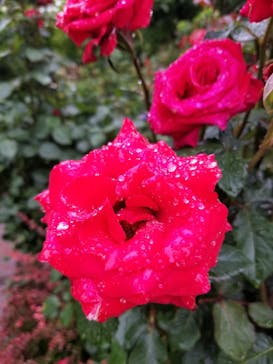 横浜イングリッシュガーデンに投稿された画像（2023/5/21）