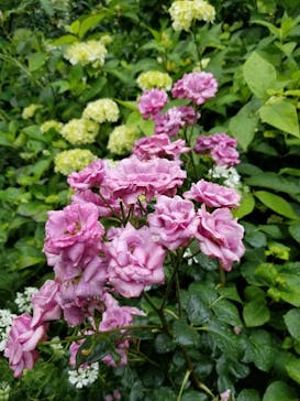 横浜イングリッシュガーデンに投稿された画像（2023/5/21）