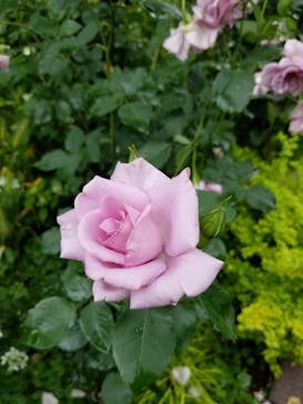 横浜イングリッシュガーデンに投稿された画像（2023/5/21）