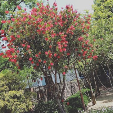 淡路ファームパーク イングランドの丘に投稿された画像（2023/5/21）