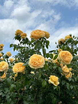 いばらきフラワーパークに投稿された画像（2023/5/21）