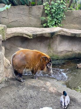 那須どうぶつ王国に投稿された画像（2023/5/21）