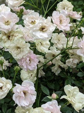 横浜イングリッシュガーデンに投稿された画像（2023/5/21）