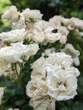 横浜イングリッシュガーデンに投稿された画像（2023/5/21）