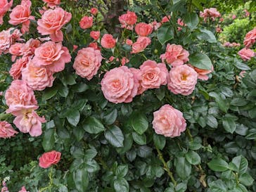 横浜イングリッシュガーデンに投稿された画像（2023/5/21）