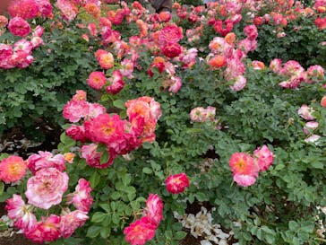 いばらきフラワーパークに投稿された画像（2023/5/21）