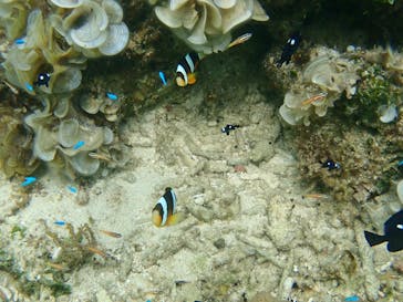 石垣島 ADVENTURE PiPi（イシガキジマアドベンチャーピピ）に投稿された画像（2023/5/21）