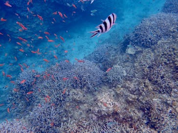 石垣島 ADVENTURE PiPi（イシガキジマアドベンチャーピピ）に投稿された画像（2023/5/21）