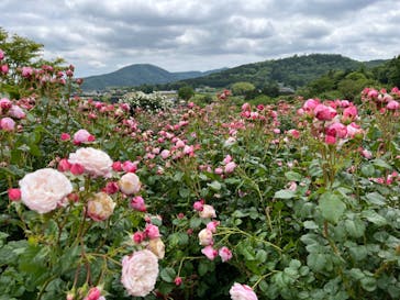 いばらきフラワーパークに投稿された画像（2023/5/21）