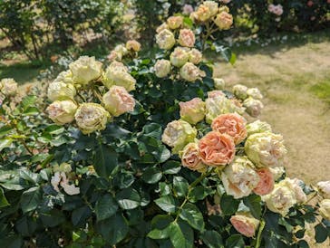 京成バラ園に投稿された画像（2023/5/21）