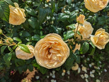 京成バラ園に投稿された画像（2023/5/21）