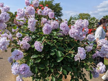 京成バラ園に投稿された画像（2023/5/21）