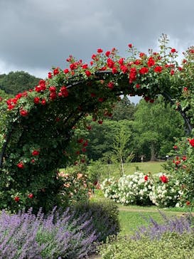 いばらきフラワーパークに投稿された画像（2023/5/21）