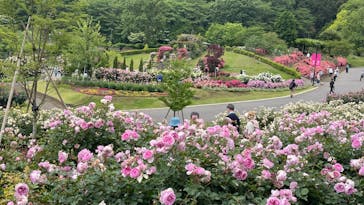 いばらきフラワーパークに投稿された画像（2023/5/21）