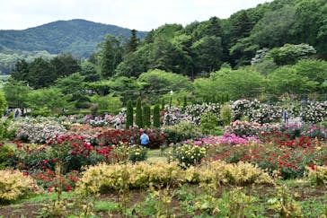 いばらきフラワーパークに投稿された画像（2023/5/21）