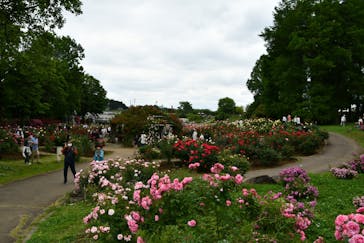 いばらきフラワーパークに投稿された画像（2023/5/21）