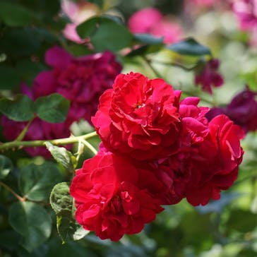 横浜イングリッシュガーデンに投稿された画像（2023/5/21）