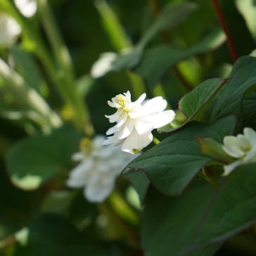 横浜イングリッシュガーデンに投稿された画像（2023/5/21）