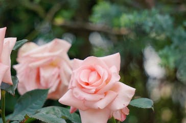 横浜イングリッシュガーデンに投稿された画像（2023/5/21）