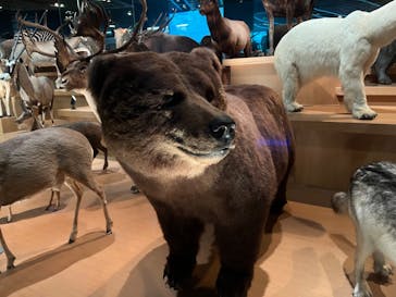 国立科学博物館に投稿された画像（2023/5/21）