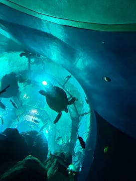 大分マリーンパレス水族館 「うみたまご」に投稿された画像（2023/5/21）