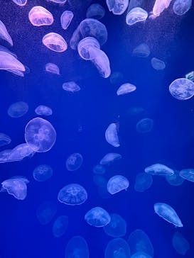 大分マリーンパレス水族館 「うみたまご」に投稿された画像（2023/5/21）