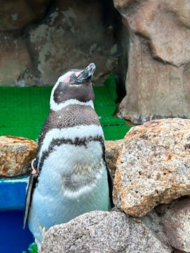 大分マリーンパレス水族館 「うみたまご」に投稿された画像（2023/5/21）