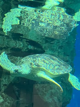 名古屋港水族館に投稿された画像（2023/5/21）