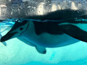 名古屋港水族館に投稿された画像（2023/5/21）