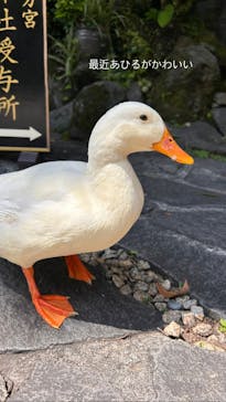 箱根湯本温泉 天成園に投稿された画像（2023/5/21）