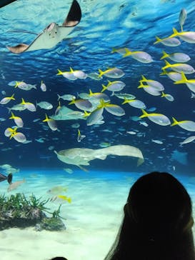 サンシャイン水族館に投稿された画像（2023/5/21）