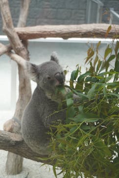 淡路ファームパーク イングランドの丘に投稿された画像（2023/5/21）