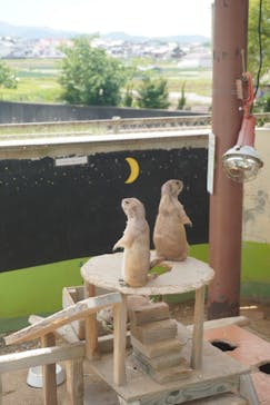 淡路ファームパーク イングランドの丘に投稿された画像（2023/5/21）