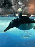 名古屋港水族館に投稿された画像（2023/5/22）