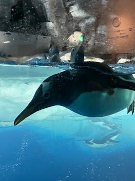 名古屋港水族館に投稿された画像（2023/5/21）