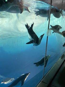 名古屋港水族館に投稿された画像（2023/5/21）